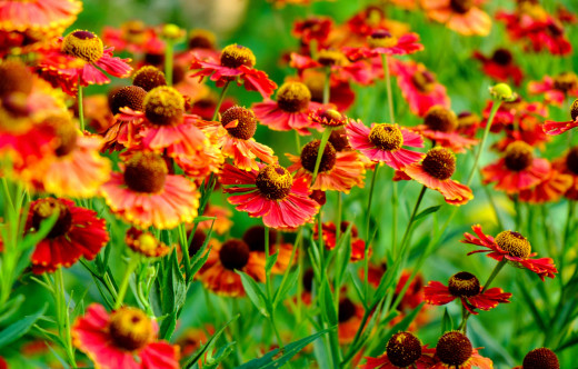 855970 (a): :2700x1720
